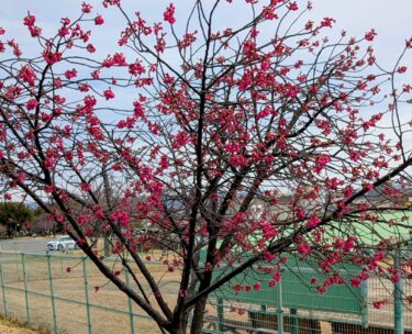 もう、春はそこまで